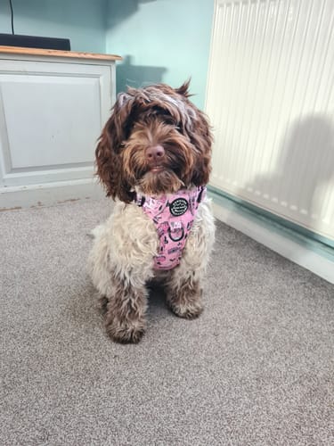 Customer photo review of Tough Trails™ Harness -Betsy's Roadtrip - Patterned Border