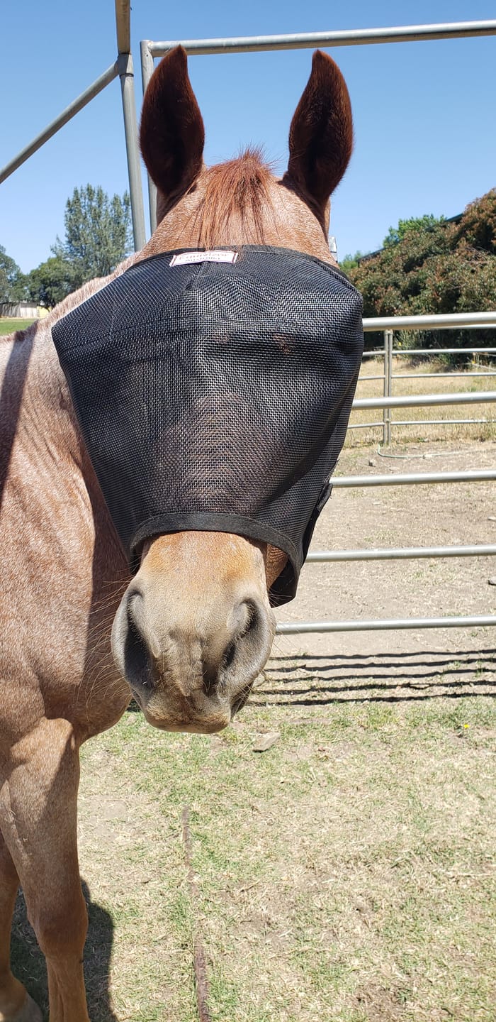 Customer photo review of EquiVizor Fly Mask - Standard