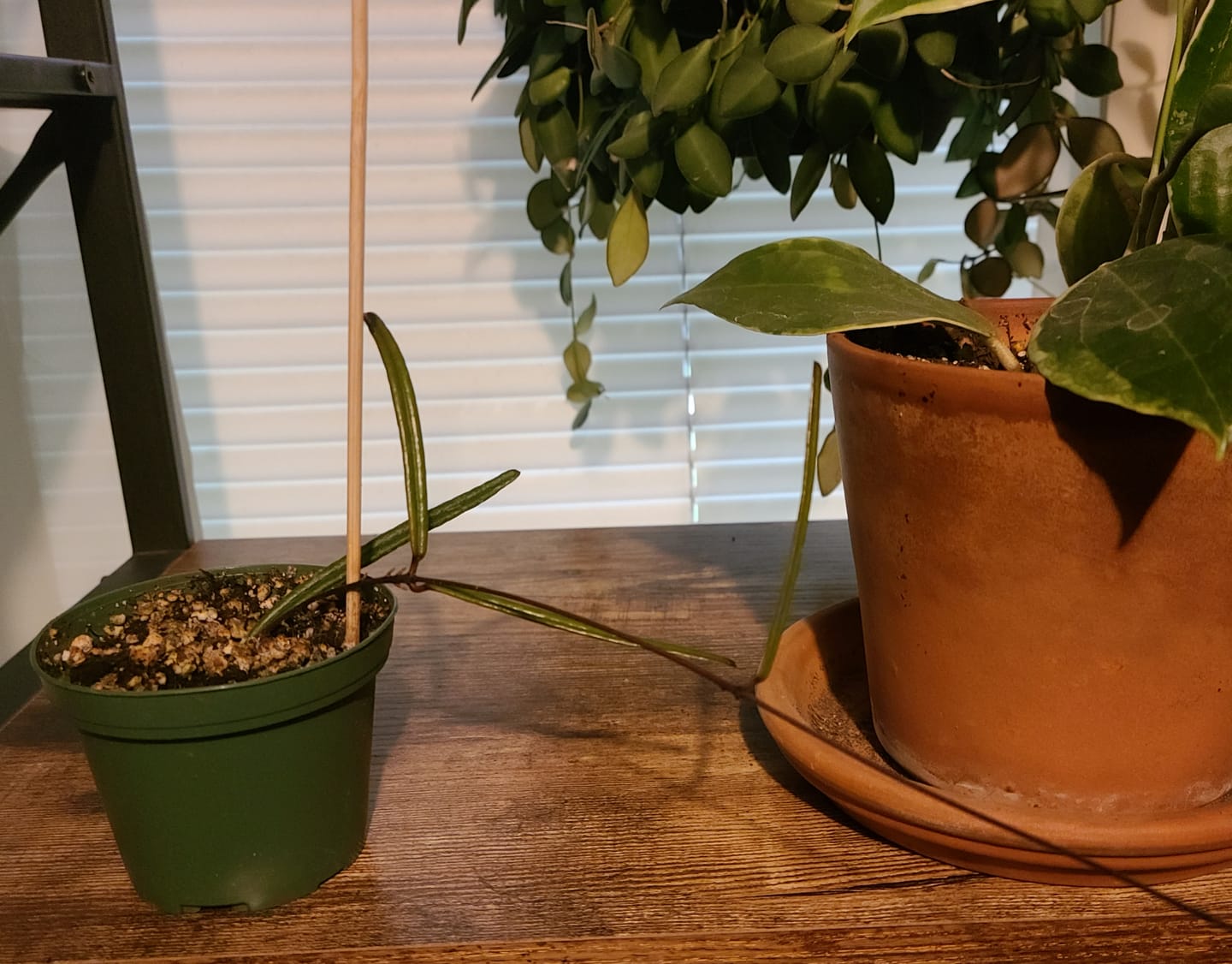 Customer photo review of Hoya insularis