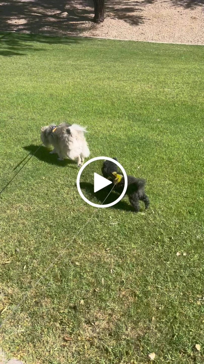 Customer video review of Oral Health Gum Healing Formula for Dogs, 300 Tablets, 30-Day Supply