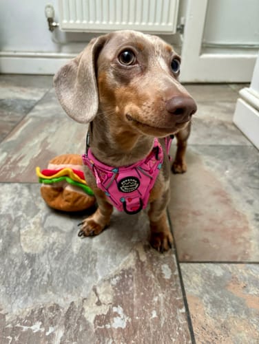 Customer photo review of Tough Trails™ Harness - Candypop