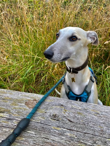 Customer photo review of Sighthound Escape Proof Harness