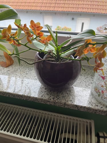 Customer photo review of Bonsai Duftorchidee Citrus mit orangefarbenen Blüten und 2+ Stielen