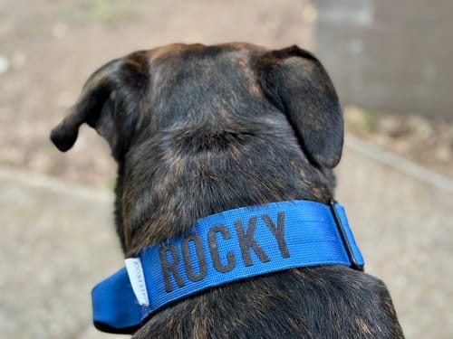 Customer photo review of Personalized Bully Proof Collar