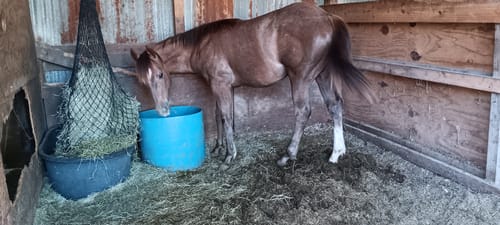 Customer photo review of Hay Chix® 3-Strand Bale Net (West Coast Net)