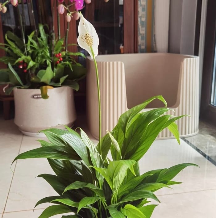 Customer photo review of Michu XXL Coral, BoBa & Sage Deluxe Cat Litter Box - Spacious Design