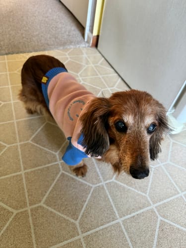 Customer photo review of *PRE-ORDER* The Weens Dog Polo Pullover