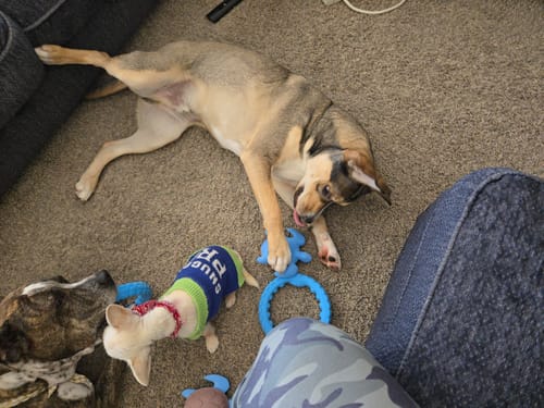 Customer photo review of Gnaw Guard Foam Toys