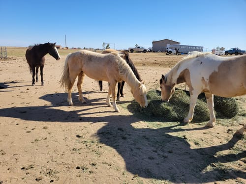 Customer photo review of Hay Chix® Large Bale Net - 6'