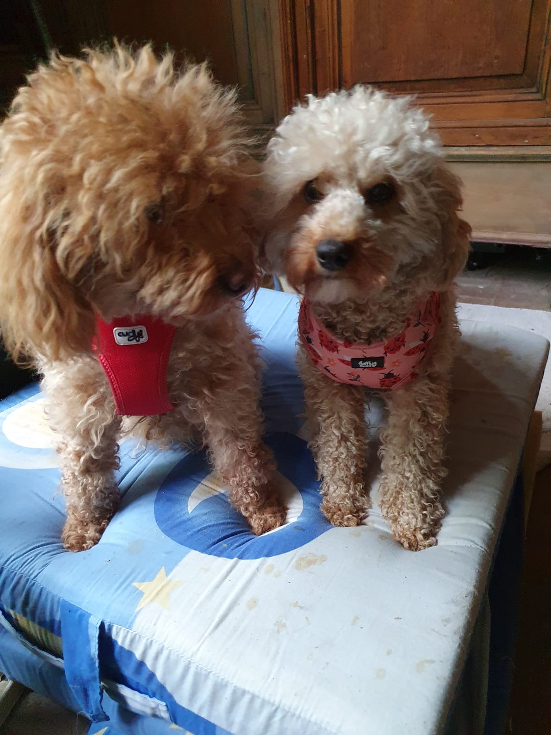 Customer photo review of Adjustable Dog Harness - Snug As A Lady Bug