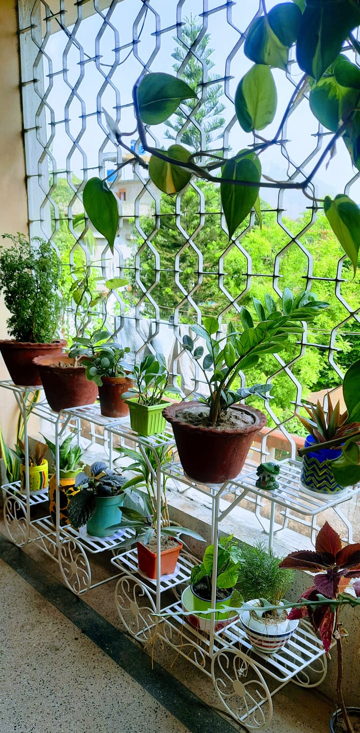 Customer photo review of 6-Tier Cart Planter Stand, Outdoor Flower Rack