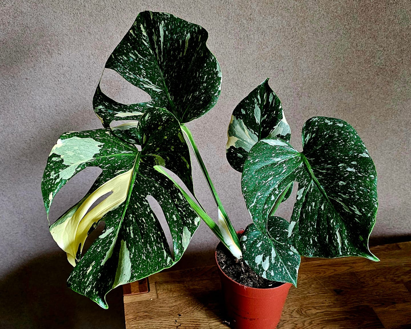 Customer photo review of Monstera Thai Constellation