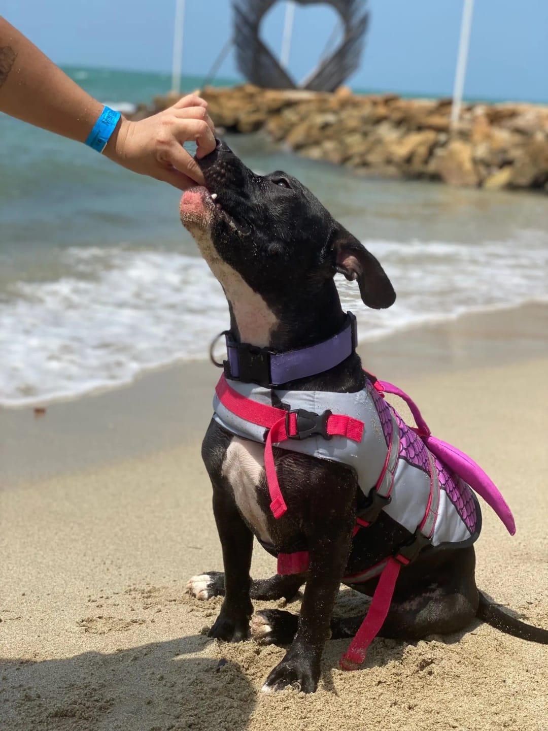 Customer photo review of Dog Shark Life Jacket Vest