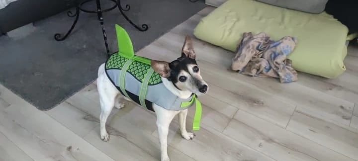 Customer photo review of Dog Shark Life Jacket Vest