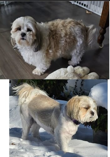 Customer photo review of 3in1  Staubsauger Fellbürste