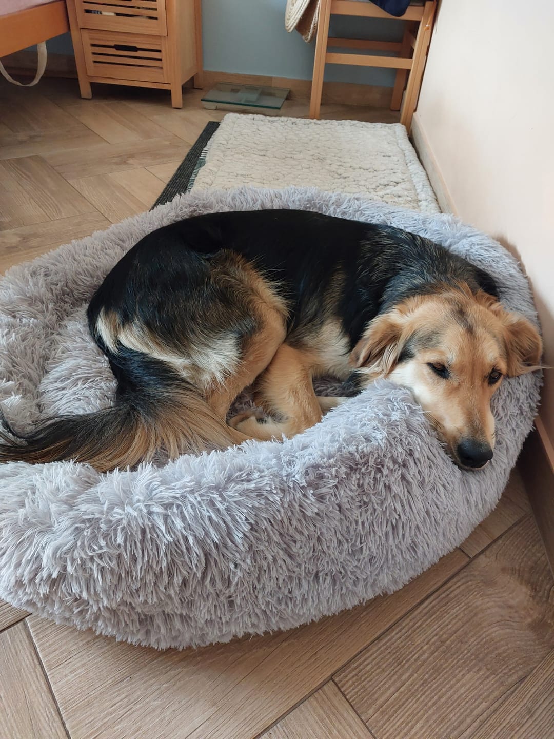 Customer photo review of Umirujući Krevet za Pse
