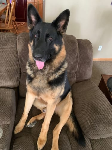 Customer photo review of 3in1  Staubsauger Fellbürste