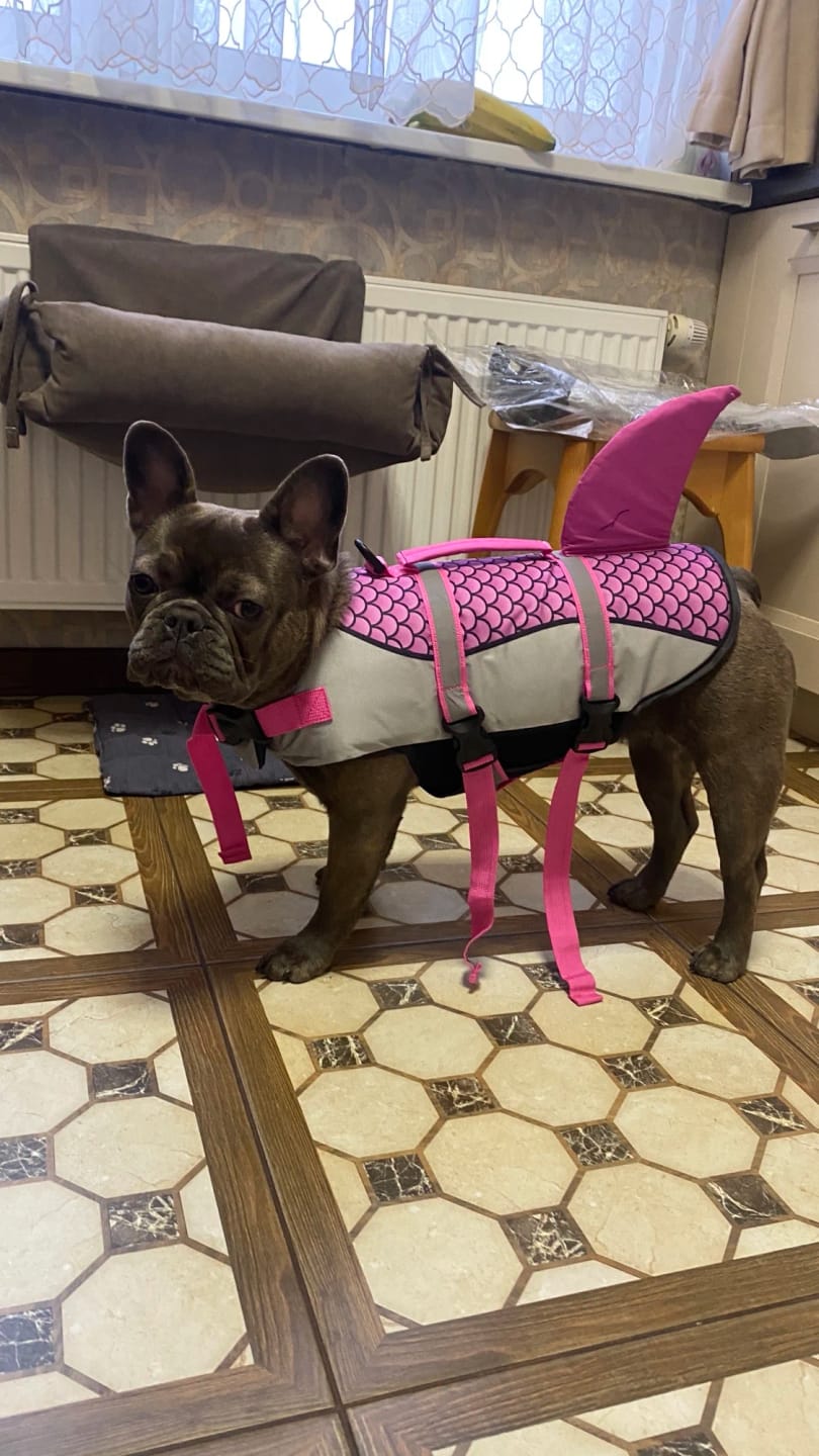 Customer photo review of Dog Shark Life Jacket Vest