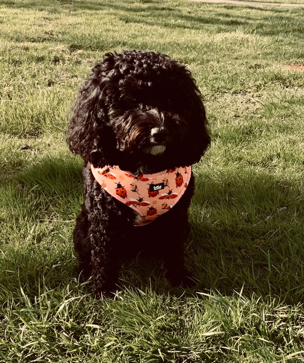 Customer photo review of Adjustable Dog Harness - Snug As A Lady Bug