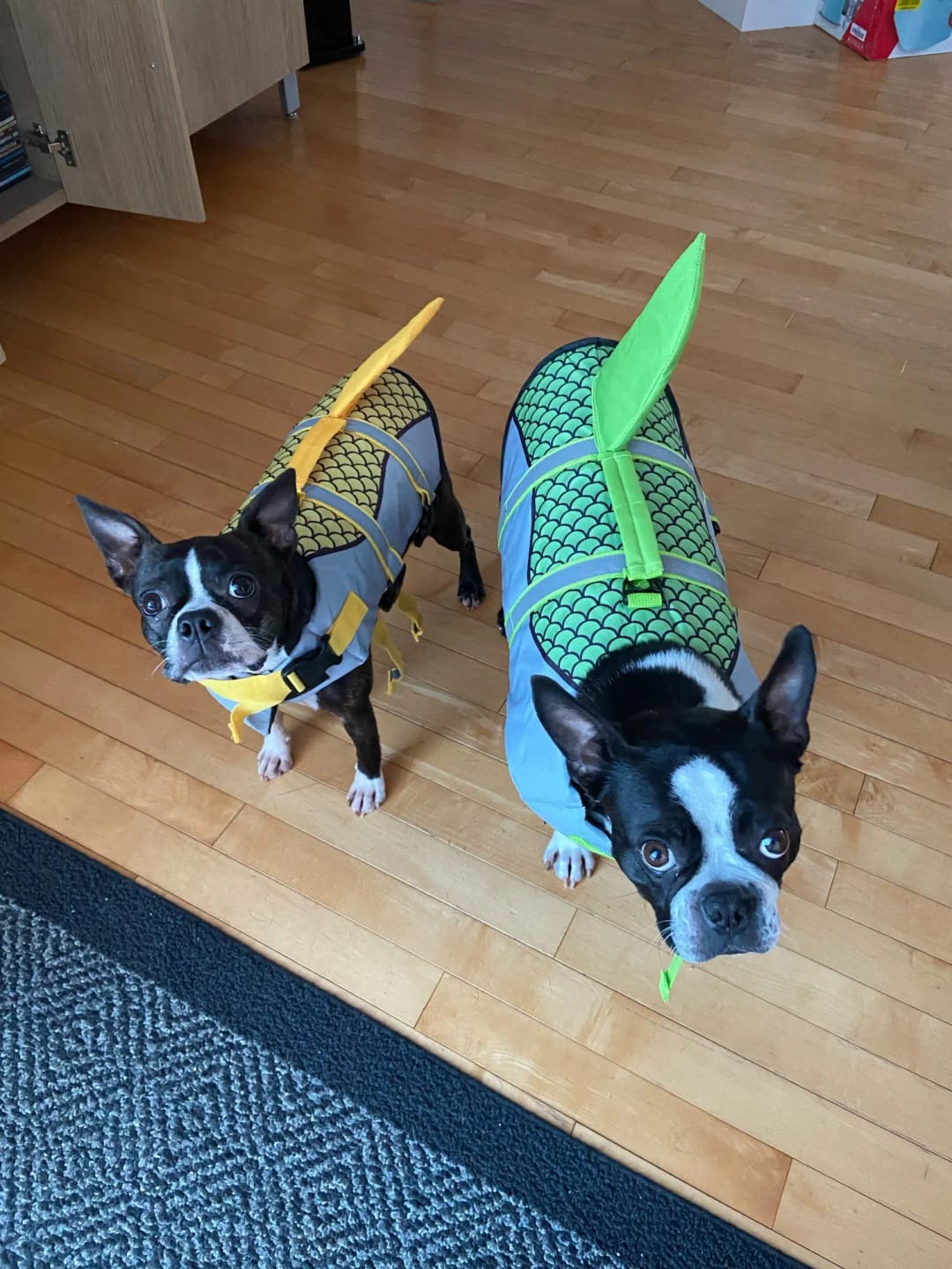 Customer photo review of Dog Shark Life Jacket Vest