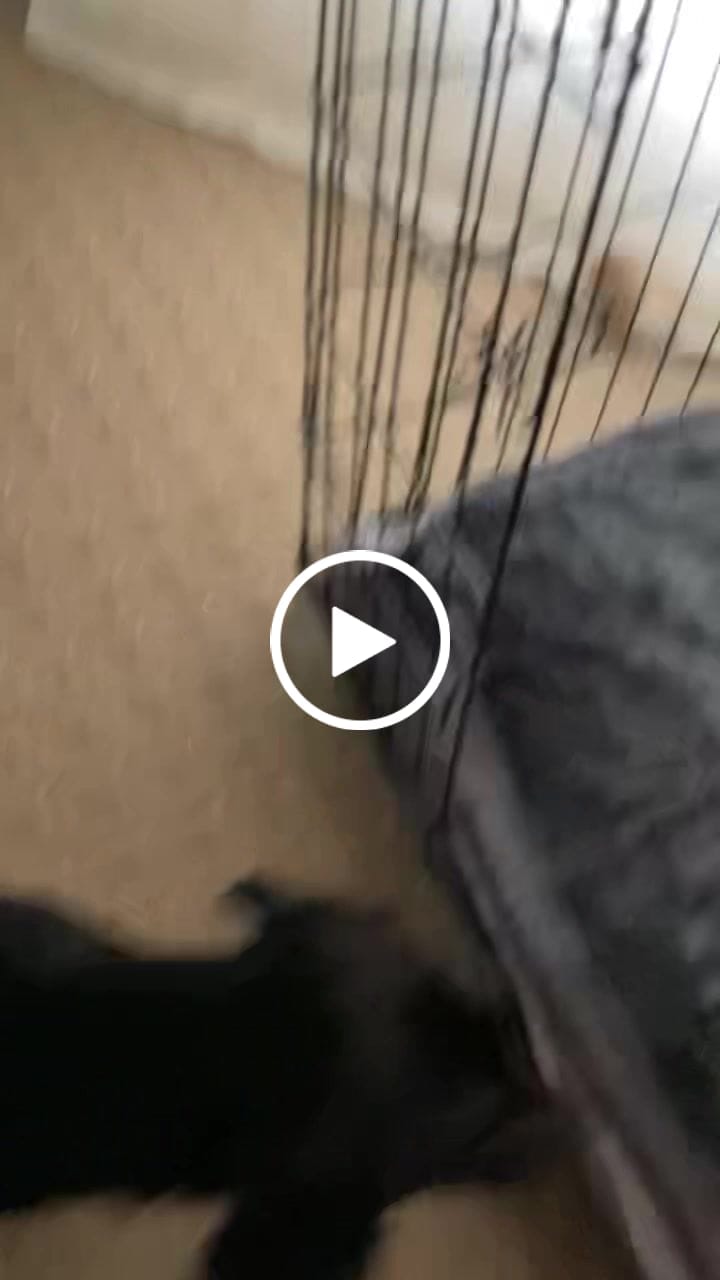 Customer video review of Pawz Dog Memory Foam Mattress