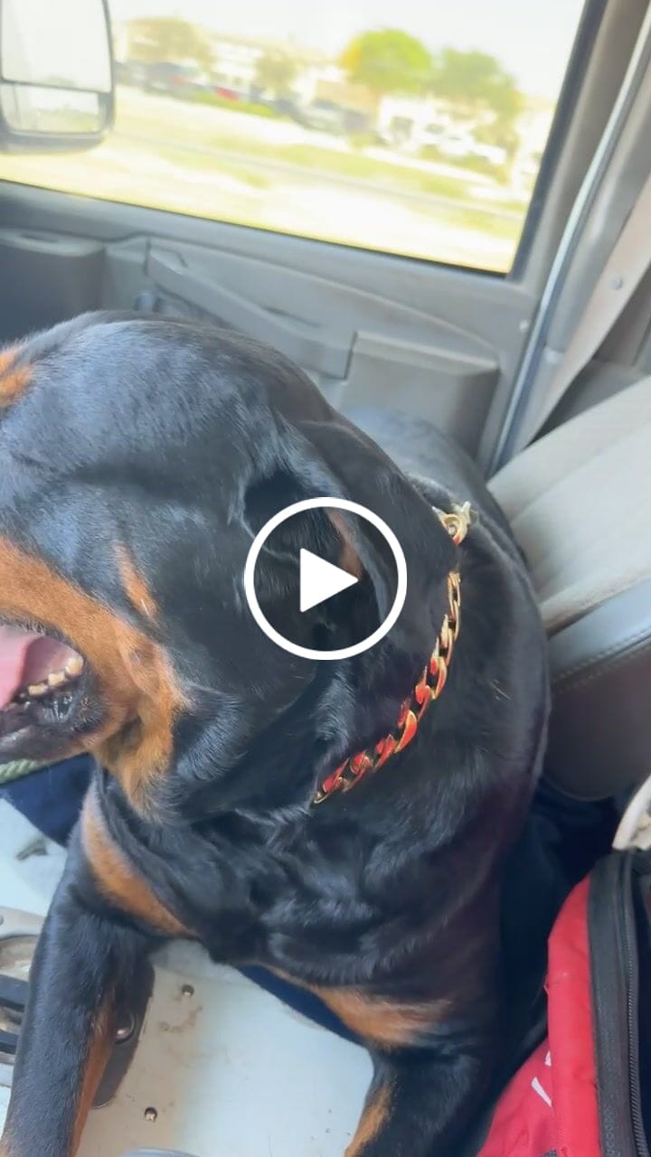 Customer video review of THE CUBAN