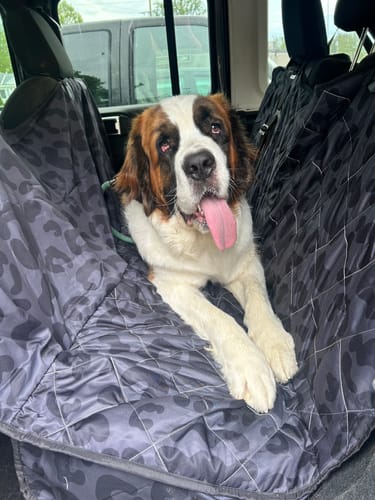 Customer photo review of Black Leopard Dog Car Seat Cover
