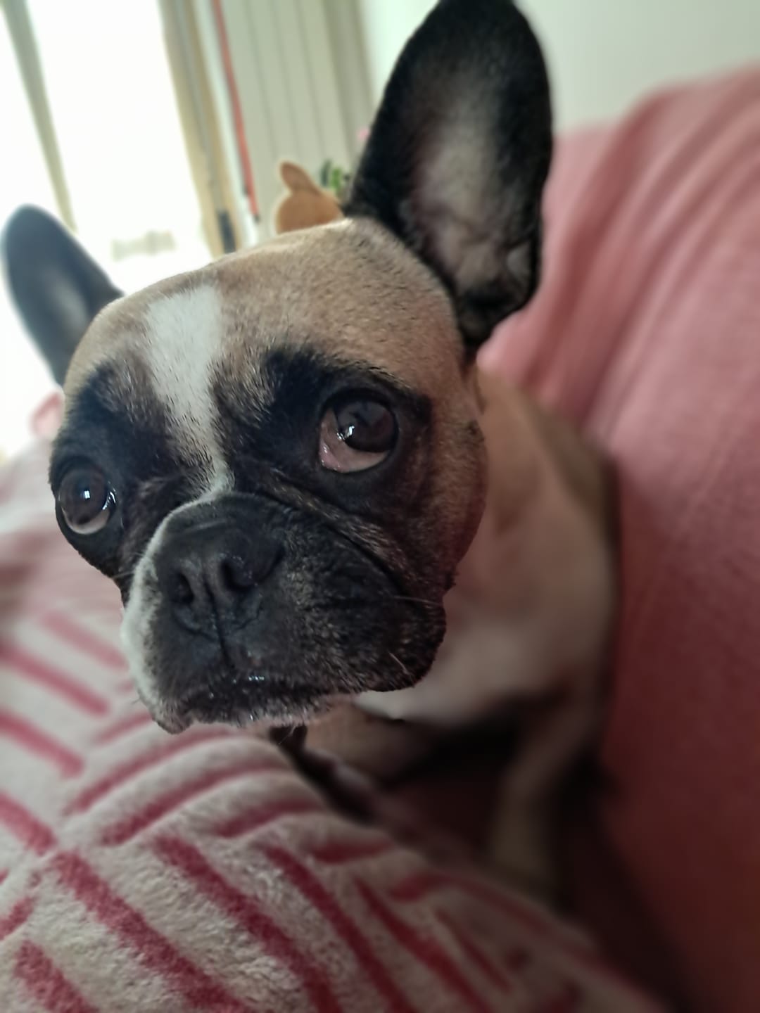 Customer photo review of Linea Grain Free - Maiale con Patate Dolci e Mele - Cane Adulto
