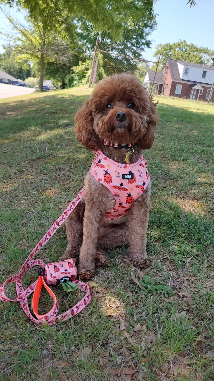 Customer photo review of Adjustable Dog Harness - Snug As A Lady Bug