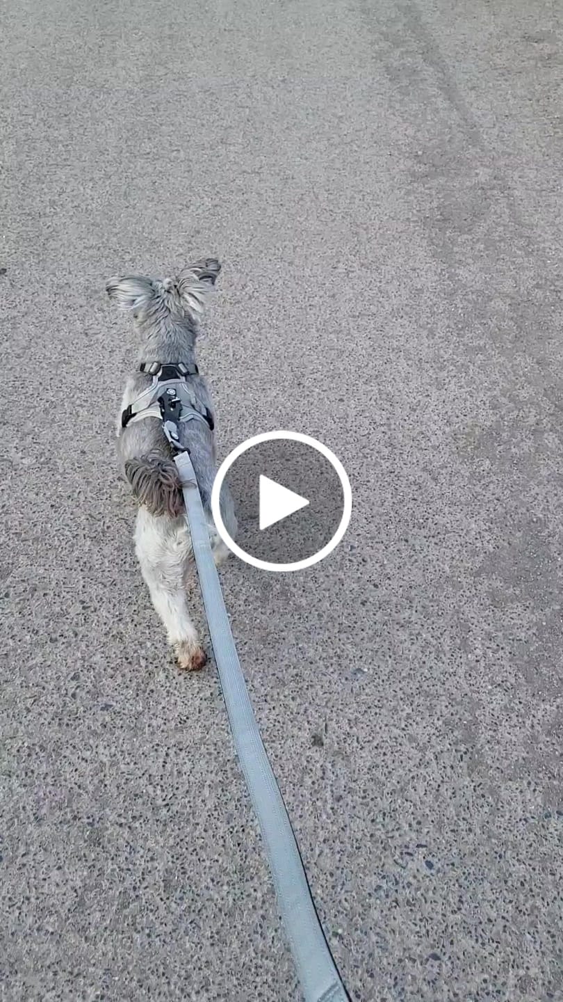 Customer video review of Hurricane Harness - Non Restrictive, With Handle, Adjustable & Reflective - All Breeds - Grey