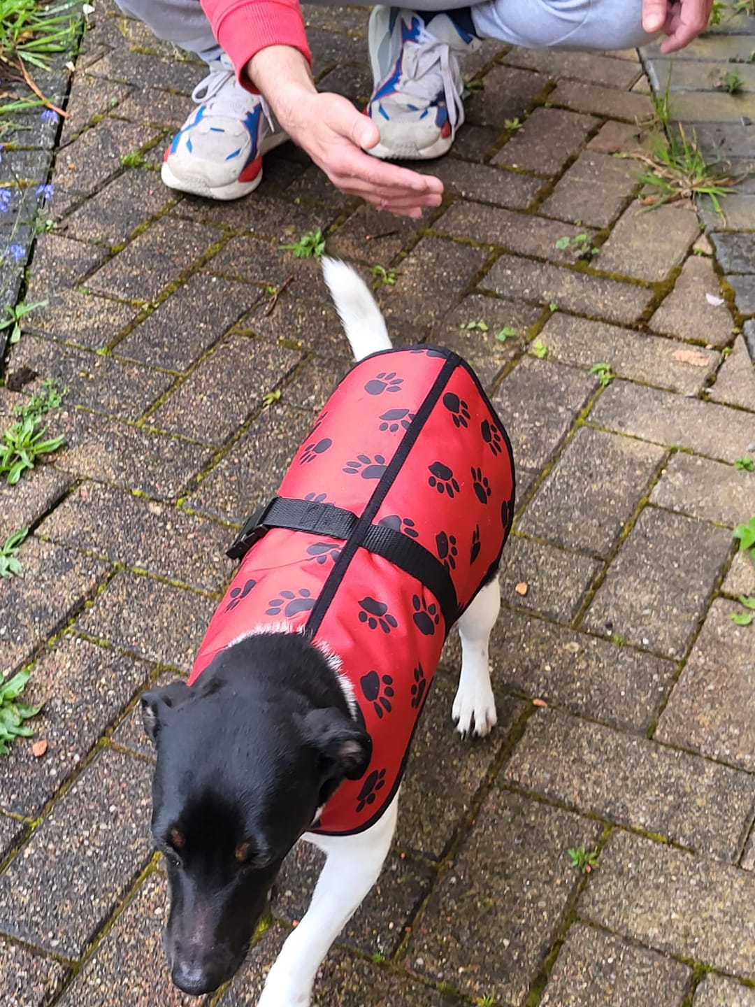 Customer photo review of Paw Print Heavy Duty Waterproof Fabric
