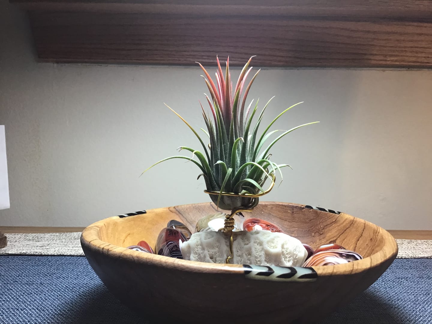 Customer photo review of Ionantha Curly Giant