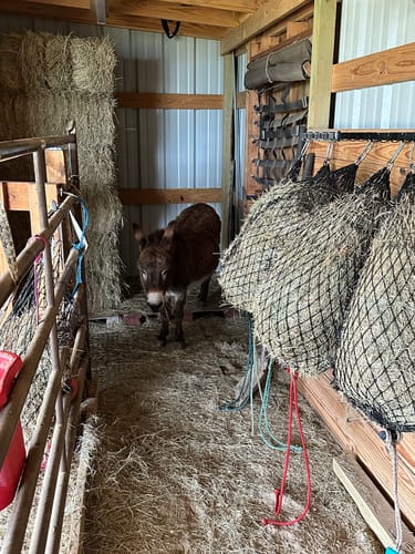 Customer photo review of Half Bale Original Net w/ Bucket Strap (reg. $47)