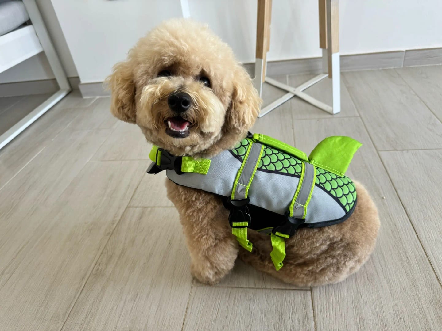 Customer photo review of Dog Shark Life Jacket Vest