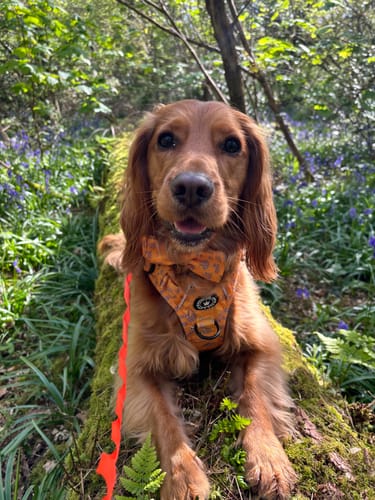 Customer photo review of Trail & Glow® Dog Harness - Sloth