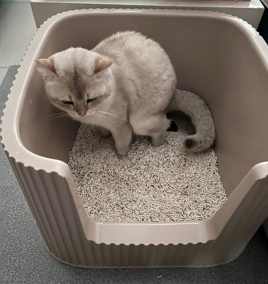 Customer photo review of Michu XXL Coral, BoBa & Sage Deluxe Cat Litter Box - Spacious Design