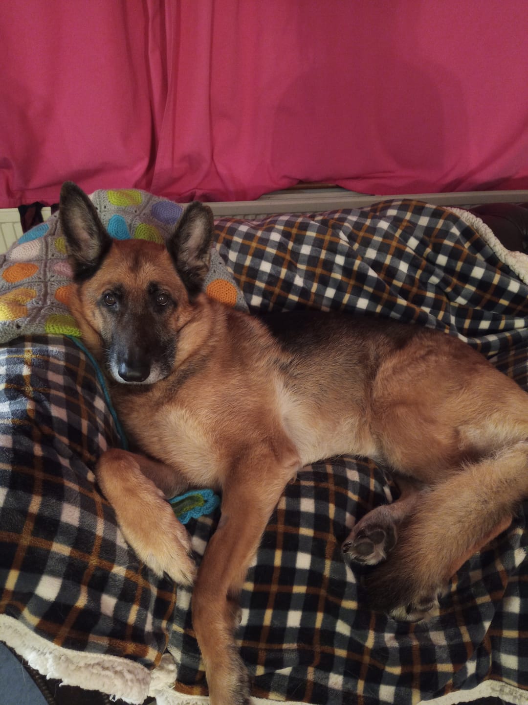 Customer photo review of Total Joint Care Supplement For Dogs