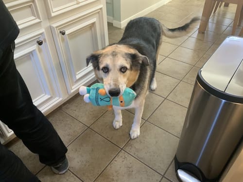 Customer photo review of 3in1  Staubsauger Fellbürste