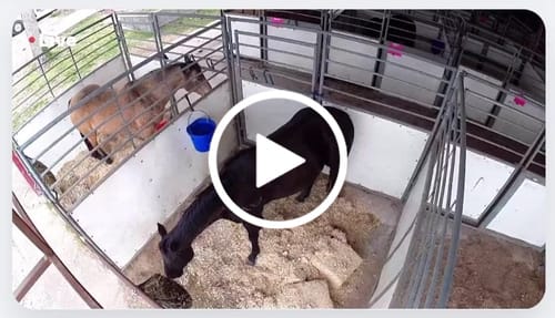 Customer video review of USED Hay Chix® Half Bale Net