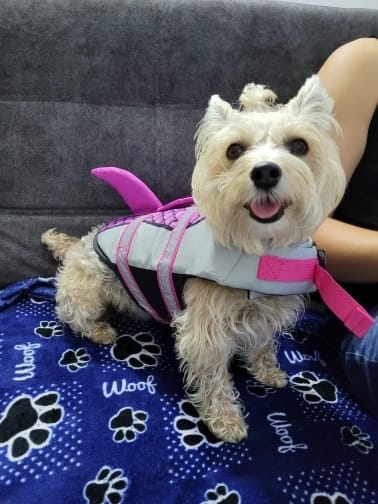 Customer photo review of Dog Shark Life Jacket Vest