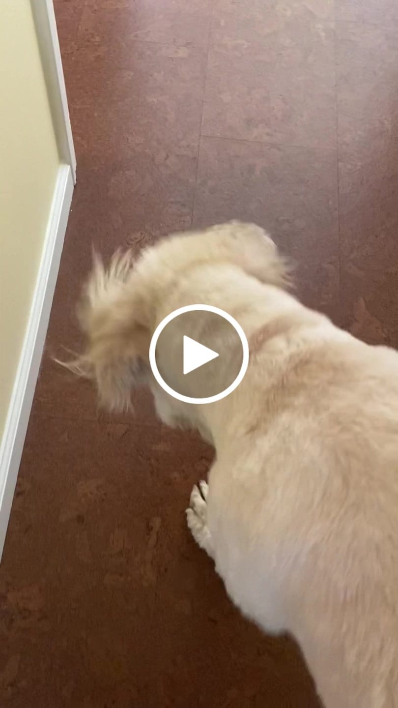 Customer video review of Busy Ball