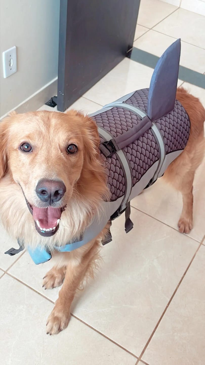 Customer photo review of Dog Shark Life Jacket Vest