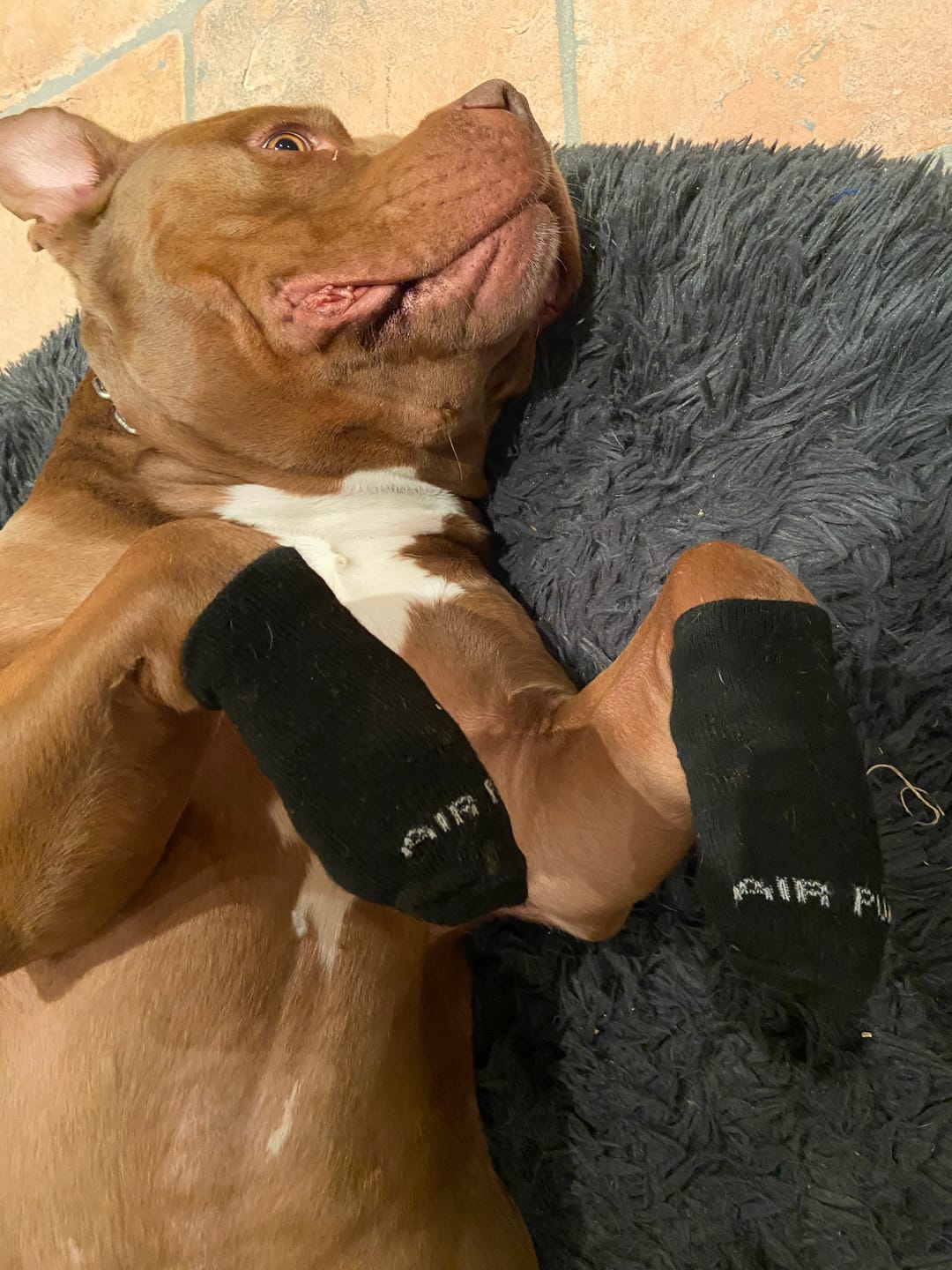 Customer photo review of AIR PUP SOCKS / BOOT LINERS