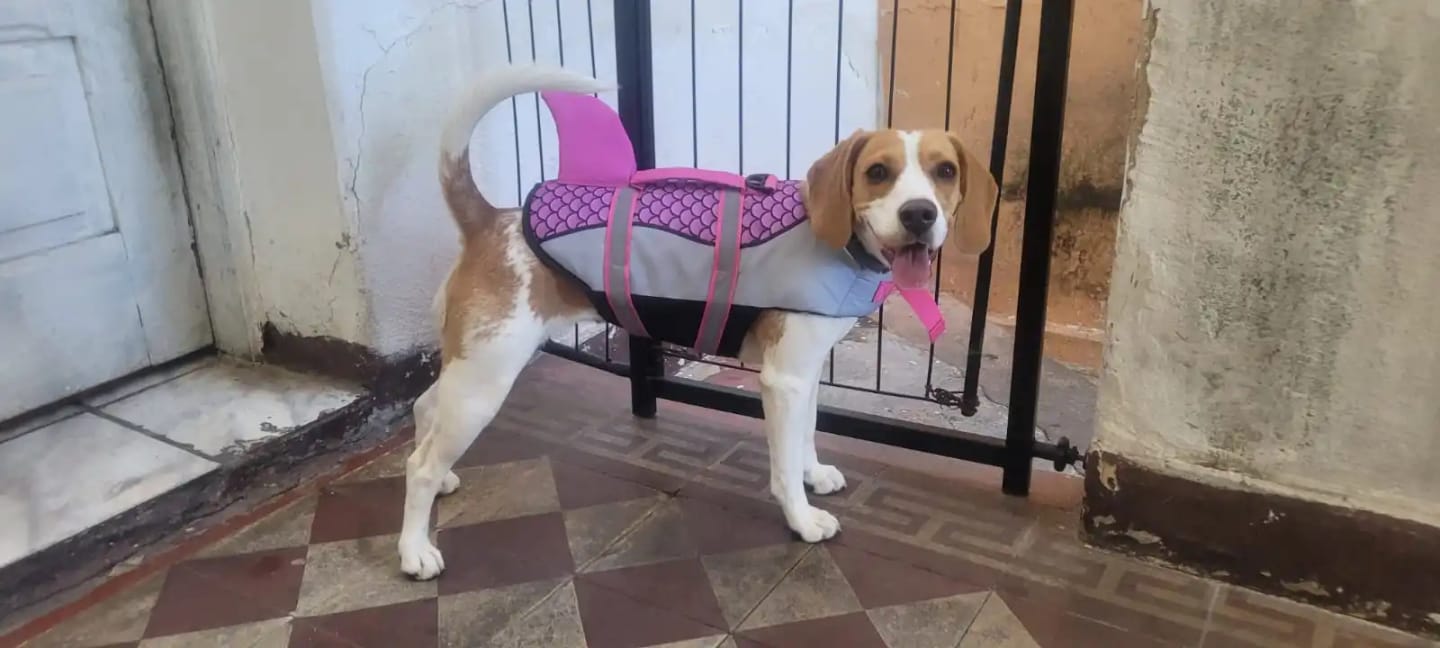Customer photo review of Dog Shark Life Jacket Vest