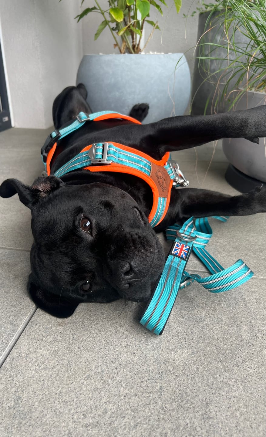 Customer photo review of Slip on Padded Comfort Harness | Non Restrictive & Reflective - Black & Orange