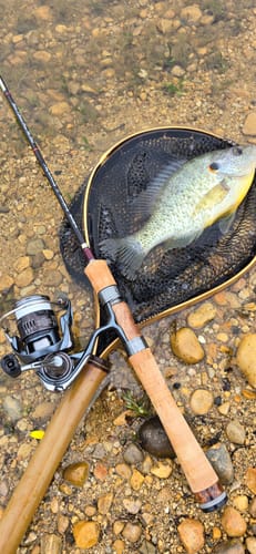 Customer photo review of Brookie