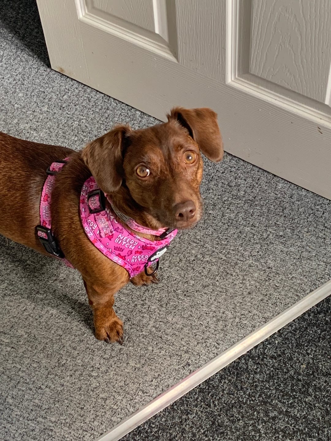 Customer photo review of Needy bitch harness