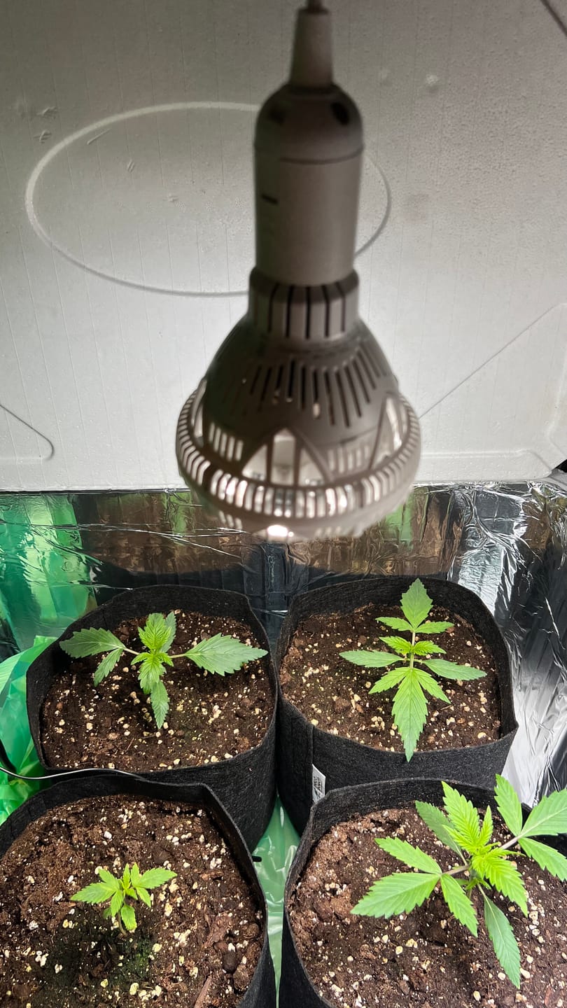 Customer photo review of Pflanzenlampe Sansi LED