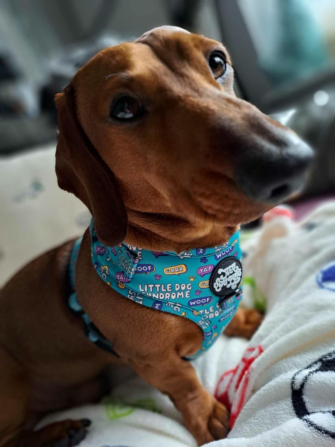 Customer photo review of Little dog syndrome harness
