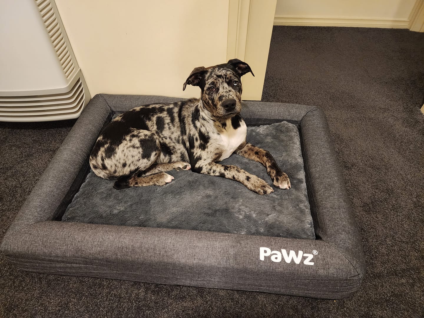 Customer photo review of PaWz Premium Memory Foam Calming Dog Bed